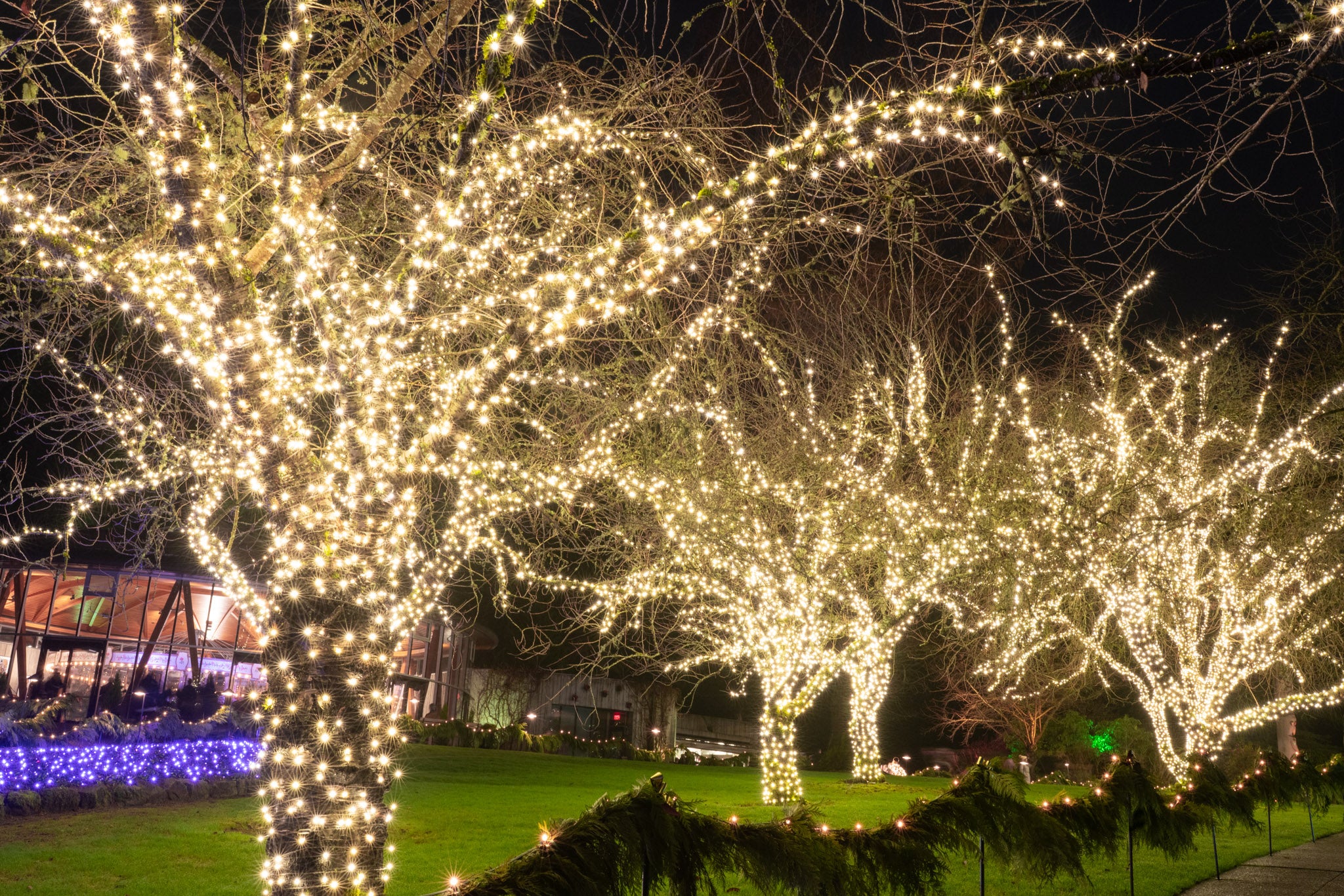 Steady Mini-Lights