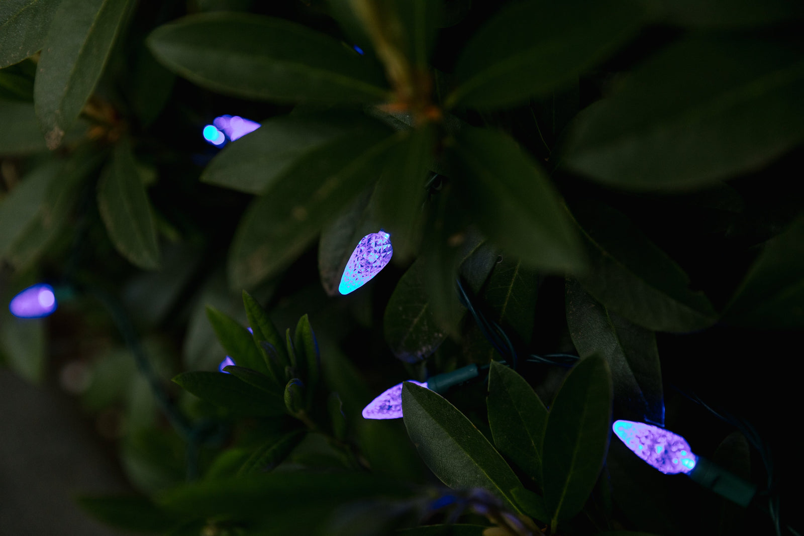 Purple C6 Mini Lights in bush