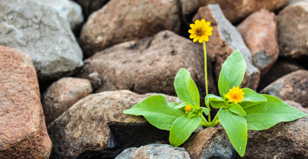 Yellow dandelion