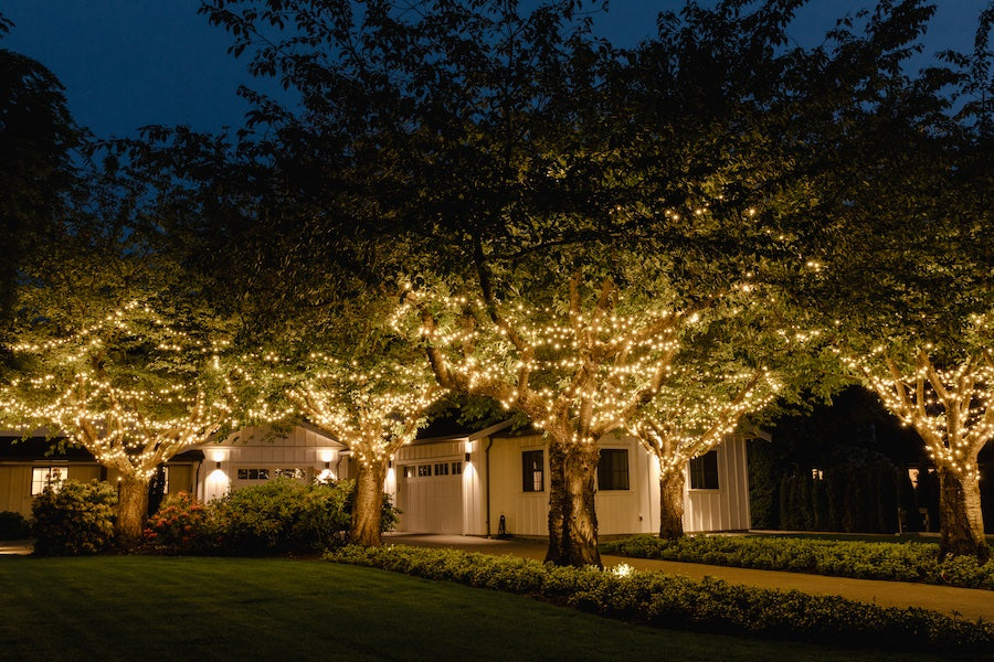 Warm White Mini Lights wrapped in trees next to house