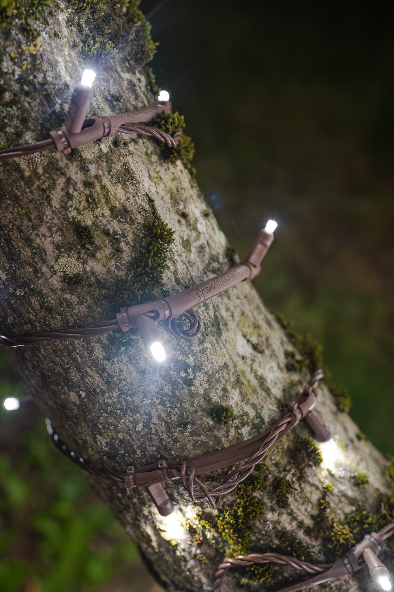 Year-Round Tree Lighting That Won’t Choke Your Trunks