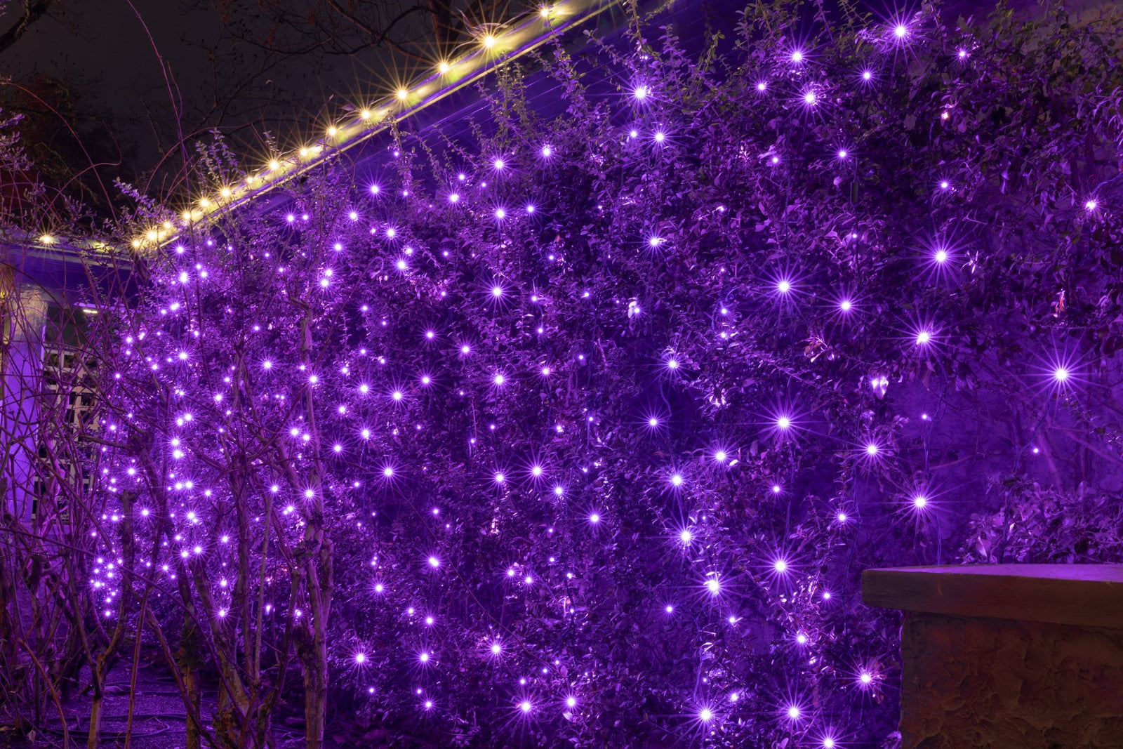 Purple icicle lights hanging from roofline