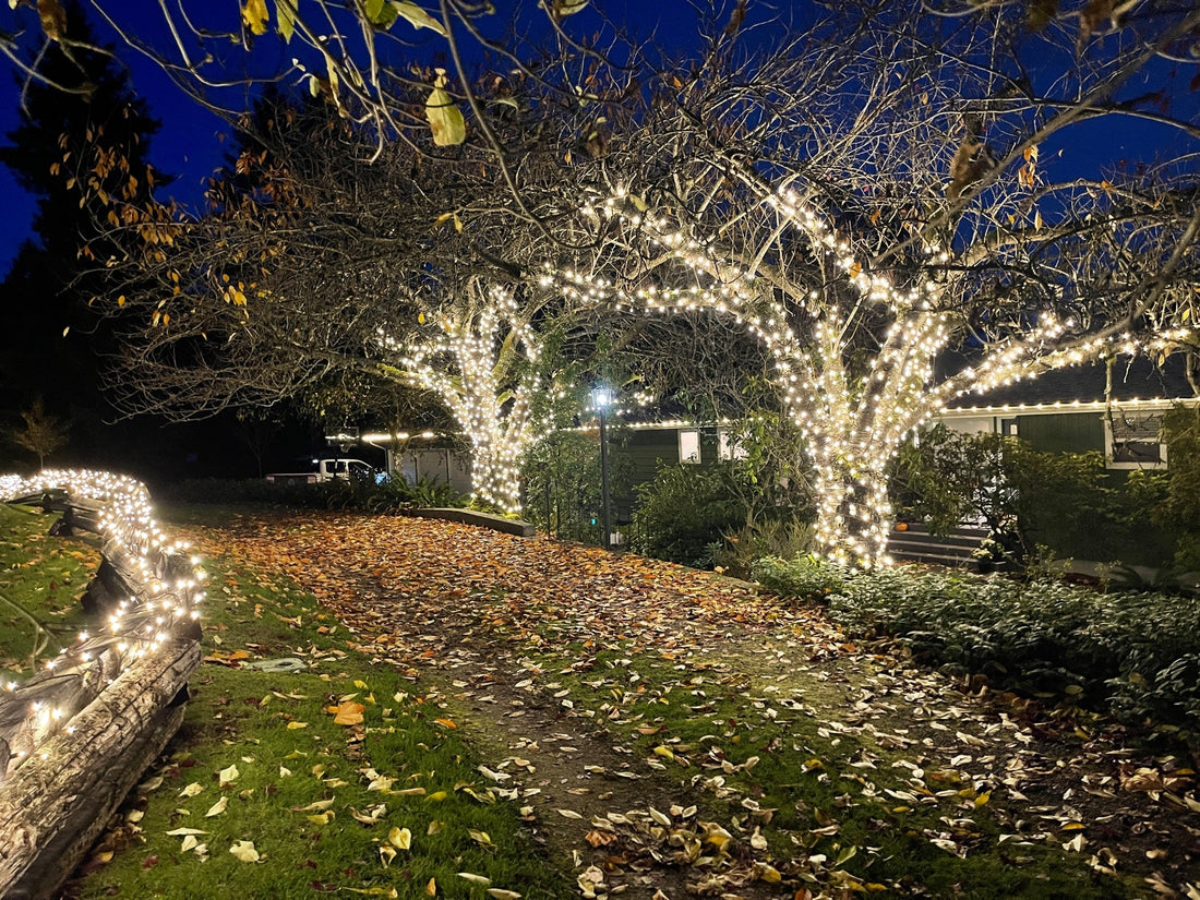 Tips for Putting LED Lights on an Outdoor Tree
