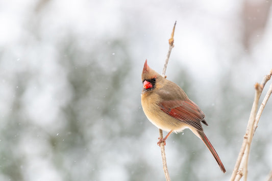 6 Tips for Making Your Christmas Light Display Wildlife-Friendly