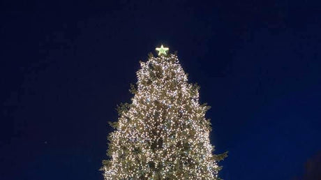 Giant Warm White Christmas tree with a star on top