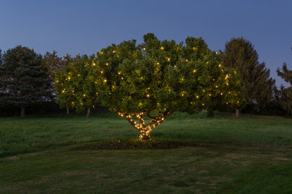 Slow-Twinkle Mini Lights - Green Wire