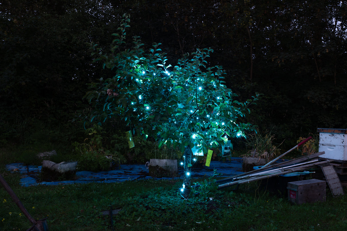 Steady Mini Lights - Green Wire (25 ft)