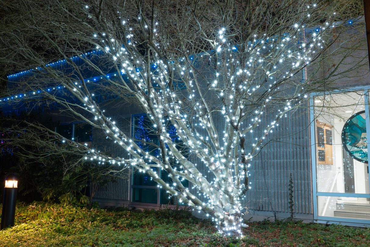 Steady Mini Lights - Green Wire (25 ft)