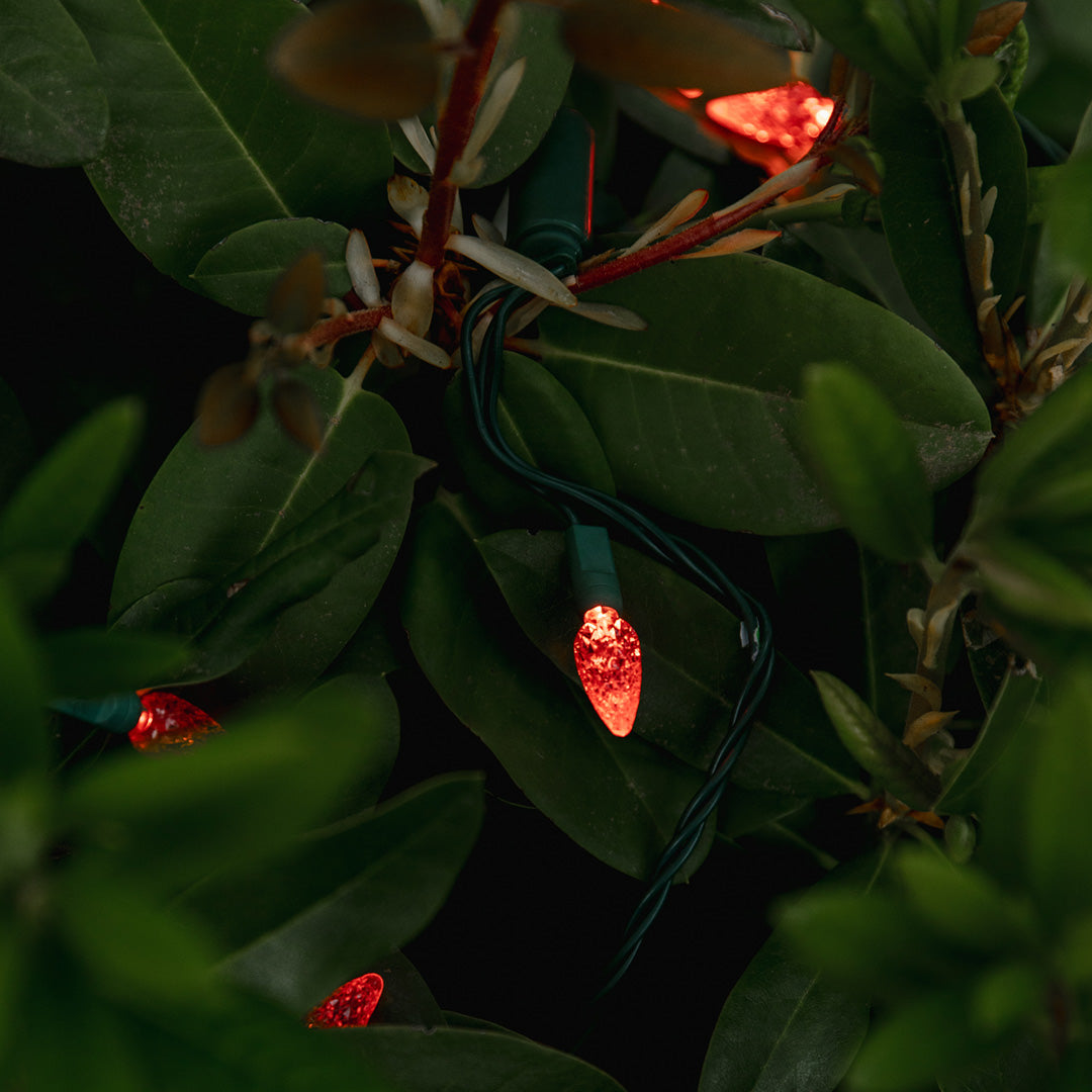 Commercial-Christmas-Red-Bulb-C6-Green-Wire-Lit-Inside-Shrub-Medium-Close-Up-In-Use